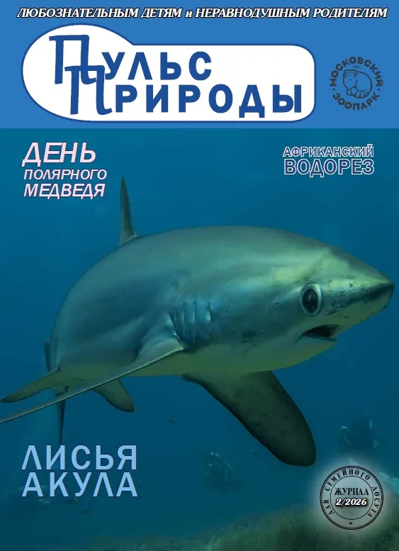 Знакомство с белым медведем
