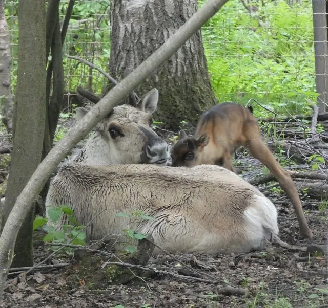 В керженском заповедники родилось первое потомство лесных оленей