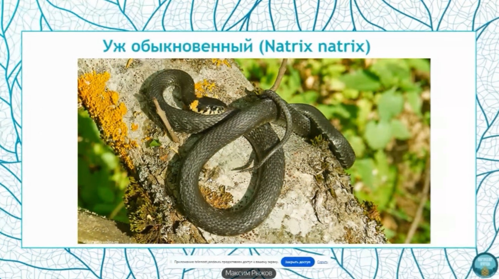 Змеи России и Поволжья