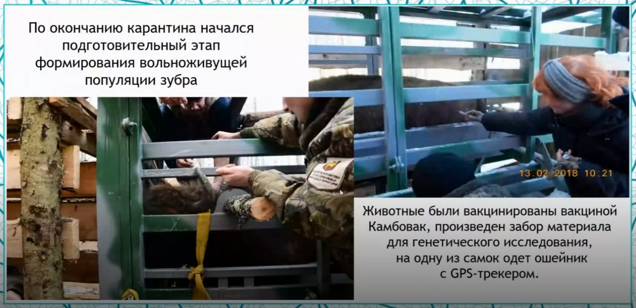 Реинтродукция Европейского зубра на территории национального парка "Смоленское Поозерье"