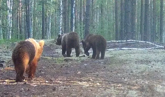 «Три медведя» по-керженски