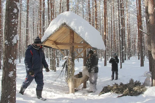 Керженский заповедник: волонтеры помогают накормить северных оленей