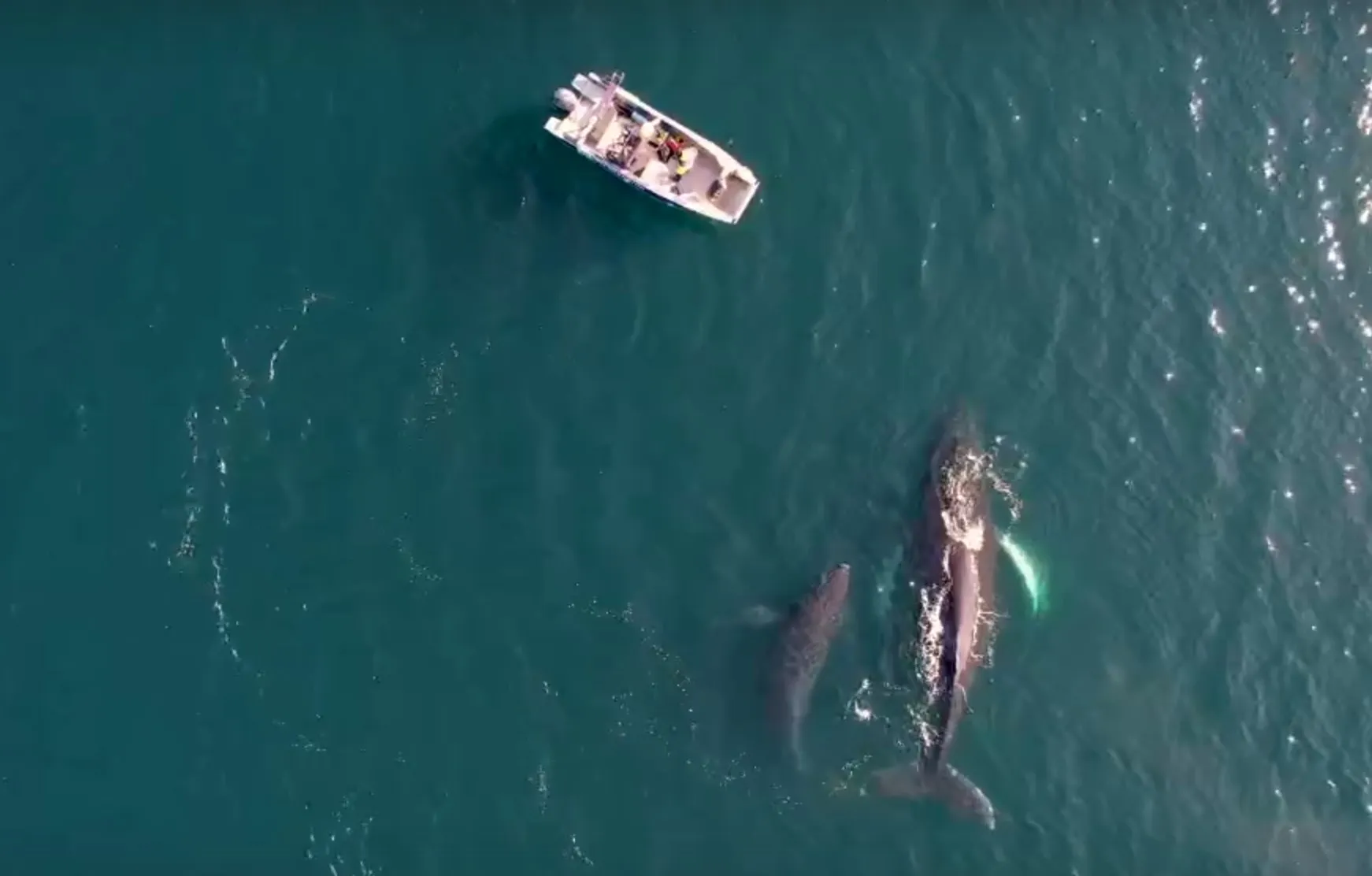 Горбатые киты: не только поют, но и слушают музыку